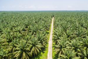 Cara Beli Saham Kelapa Sawit Buat Pemula