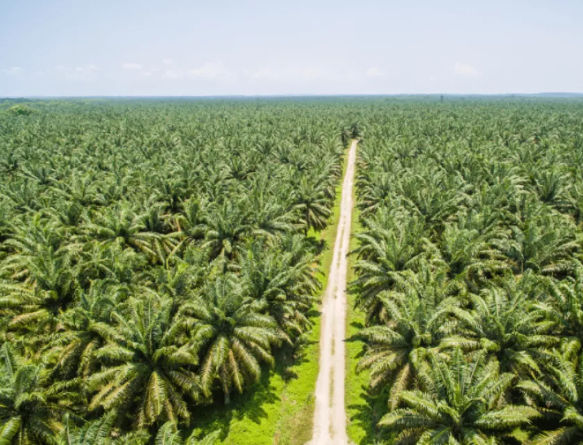 Cara Beli Saham Kelapa Sawit Buat Pemula